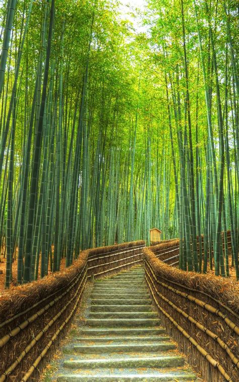 bamboo forest and japanese man metal box|Japanese Bamboo Boxes .